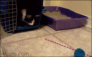 Two-legged kitten still wants to play...