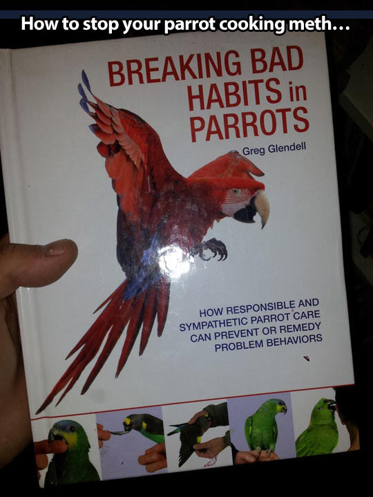 Stop your parrot’s bad habits…
