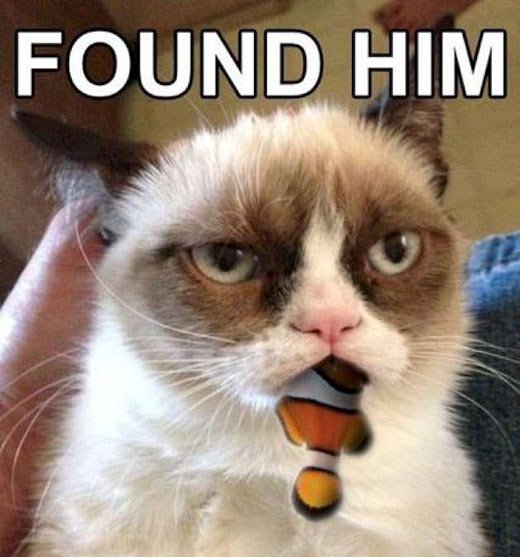 funny-Finding-Nemo-cat-Grumpy