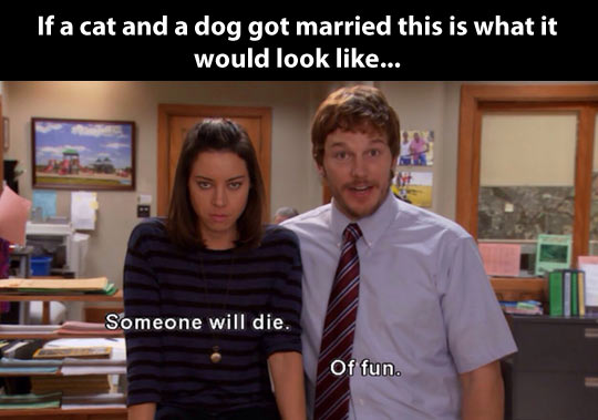 If a cat and a dog ever got married…