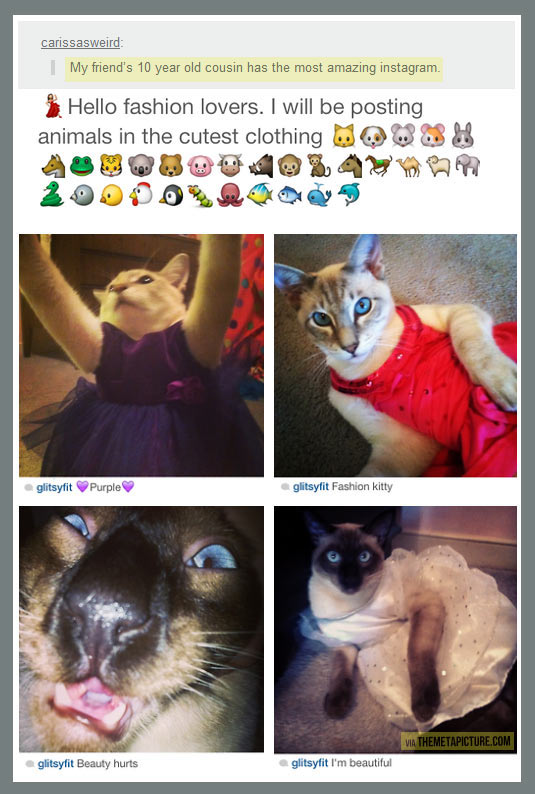 funny-animals-clothes-fashion-cats-dress