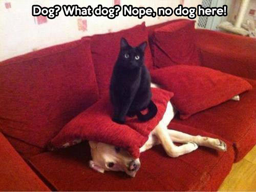 funny-black-cat-dog-sofa-hide