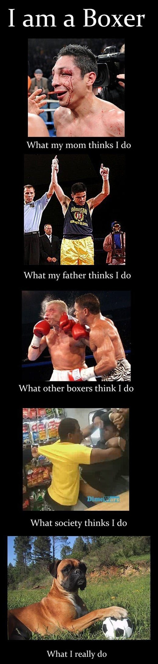 I’m a boxer…