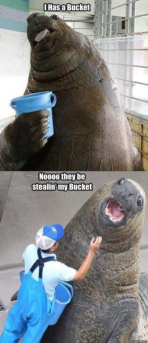 funny-bucket-sea-lion