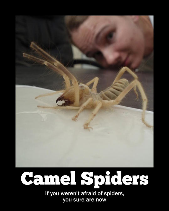 funny-camel-spiders-scary