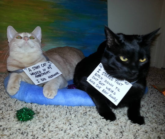 funny-cat-coward-brave-sister
