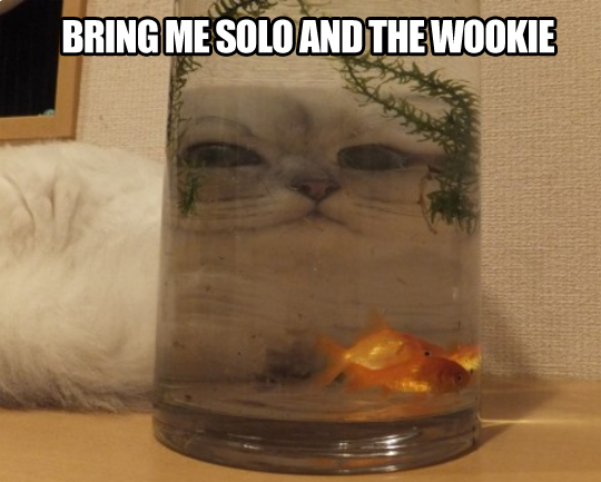 funny-cat-glass-fish-eyes