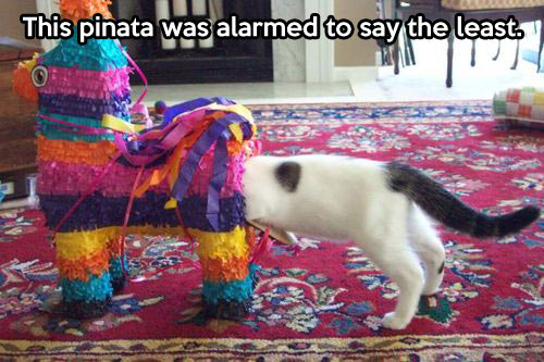 Alarmed Piñata…