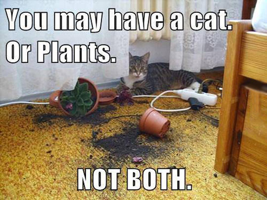 funny-cat-plants-pot-floor-dirt