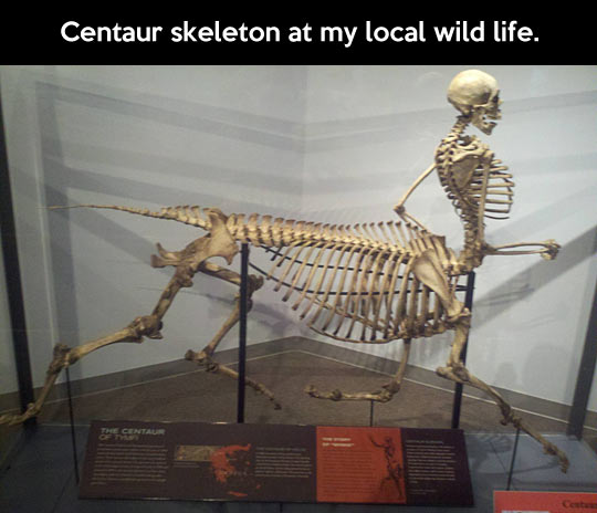 Centaur skeleton…