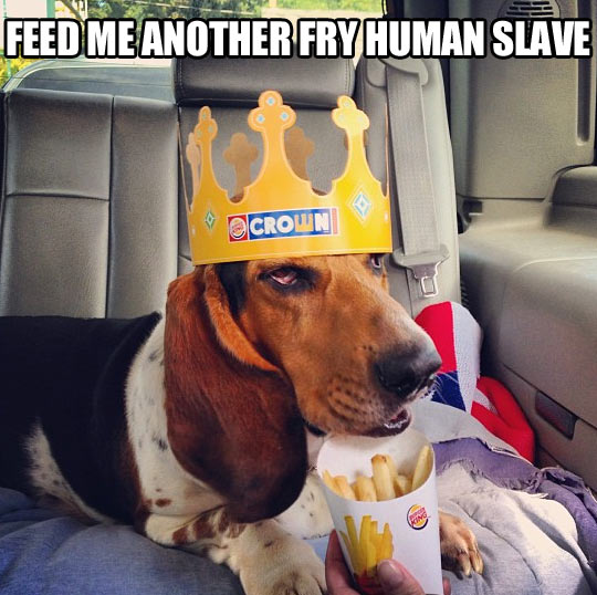 Feed me human slave…