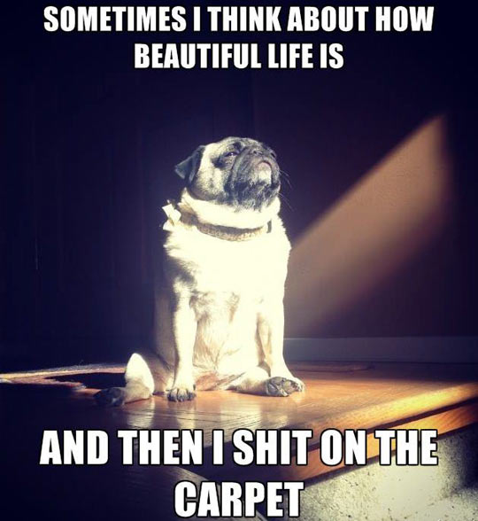 Enlightened dog…