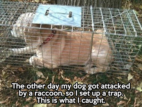 Raccoon trap…