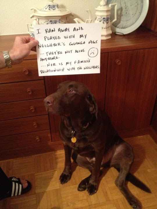 funny-dog-shame-neighbor-guinea-pigs