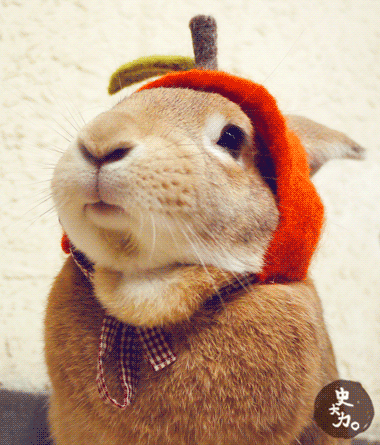 The Internet needs more bunnies wearing hats…