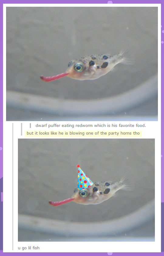 funny-fish-party-hat