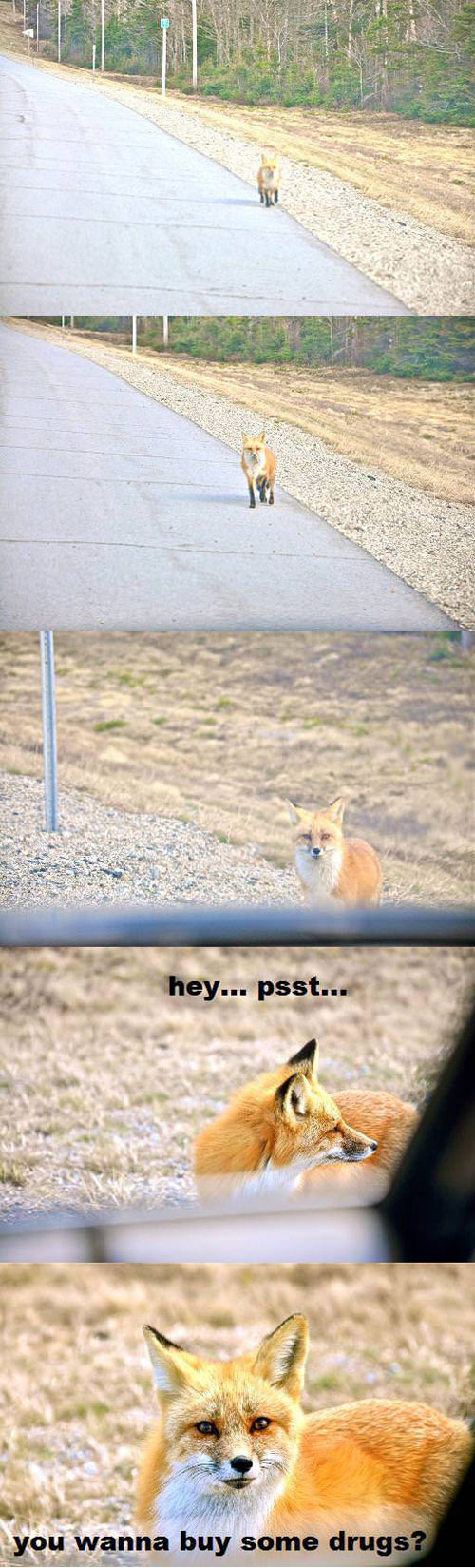 So that’s what the fox says…