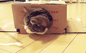 Box Cat...