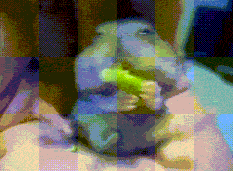 Hamster’s first broccoli…