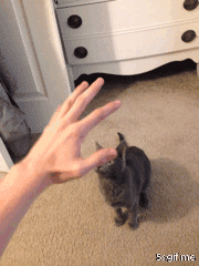 This is what happens when I try to pet my kitten...