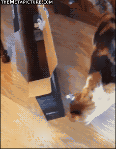 funny-gif-cat-box-fits-small