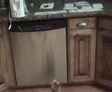 Evil sticky paper attacks cat...