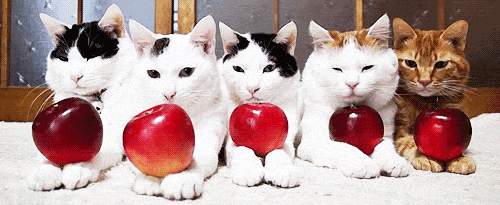 funny-gif-cats-and-apples