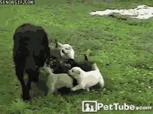 funny-gif-dog-puppies-food