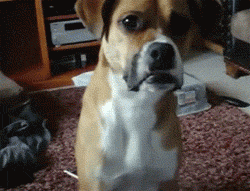 funny-gif-dog-squirt-gun-excited
