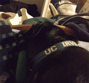 funny-gif-dog-surprise-look
