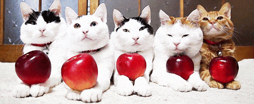 funny-gif-kitten-apples