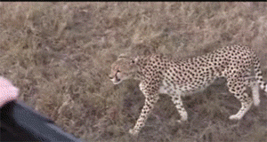 Suddenly, cheetah...