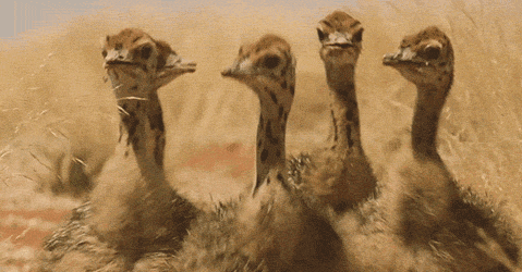 funny-gif-ostrich-dance-party