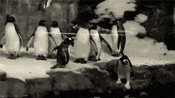 Portal Penguin...