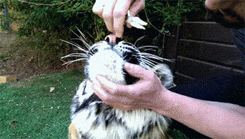 Pulling a bad tooth from the mouth of a tiger...