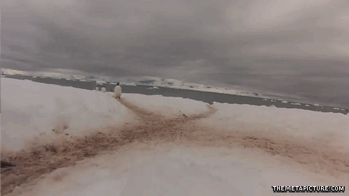 funny-gif-traffic-Antarctica-penguin