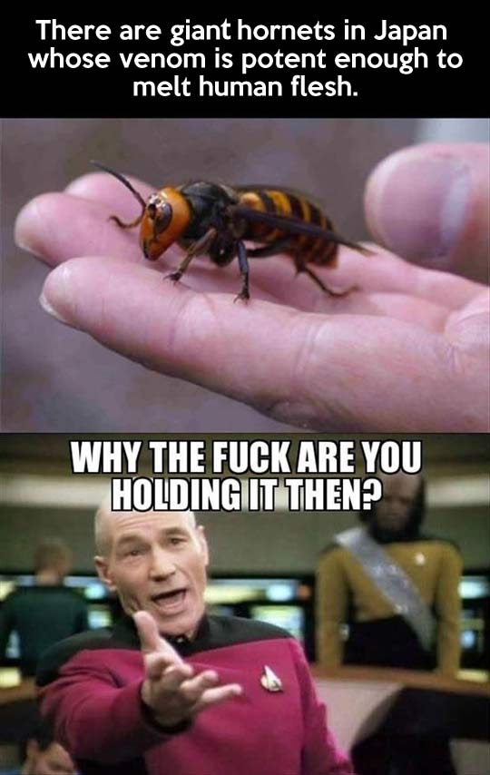 funny-hornets-Japan-human-flesh