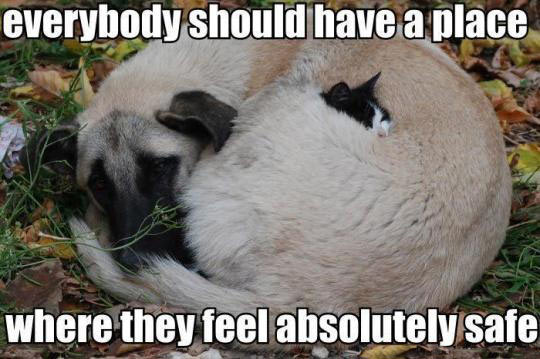funny-kitten-hug-dog-safe-warm