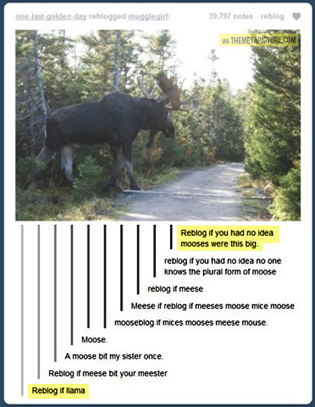 funny-moose-forest-reblog