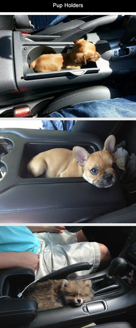 Pup holders…