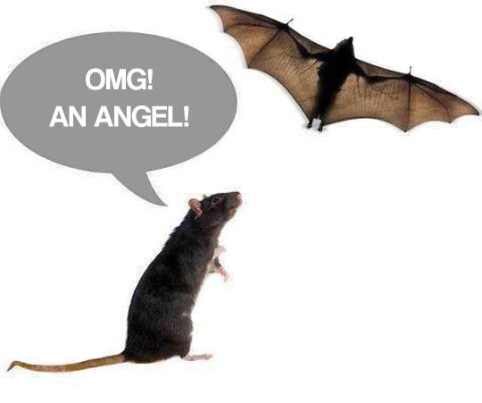 funny-rat-bat-angel