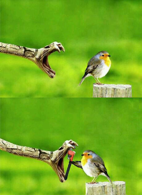 funny-snake-bird-wrench-mouth