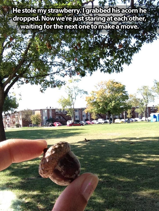 funny-squirrel-acorn-stolen