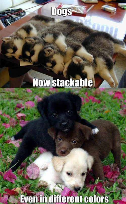 Stackable puppies…
