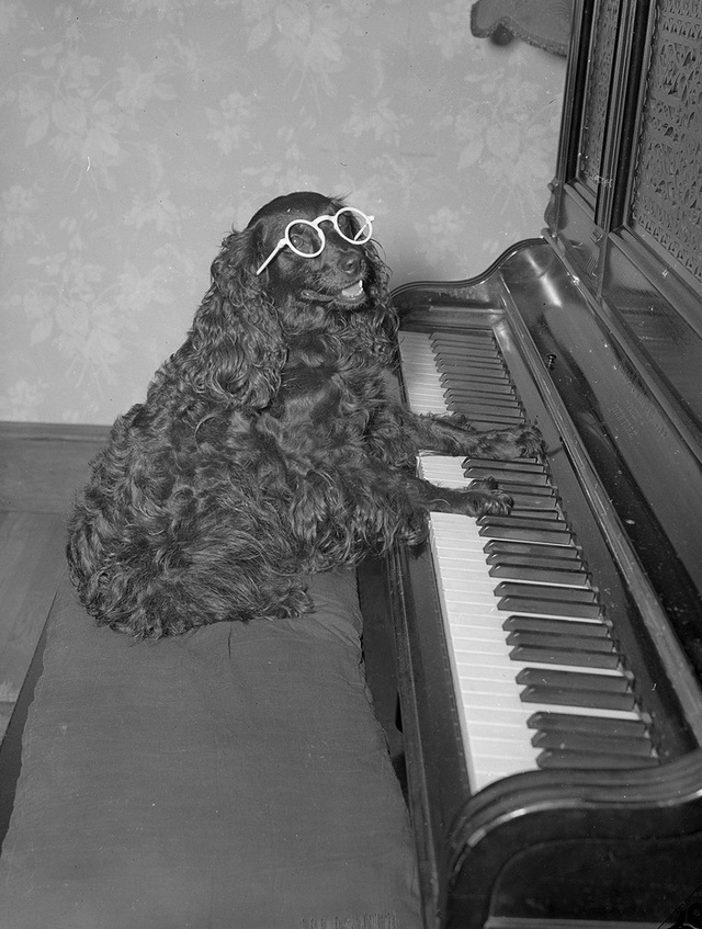 28 Old School Photos of Dressed Up Pets16