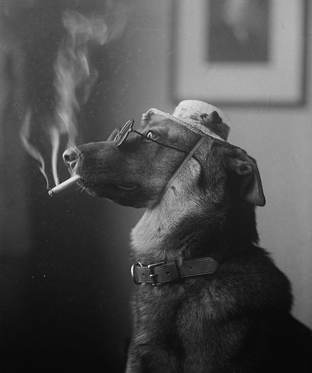 28 Old School Photos of Dressed Up Pets19