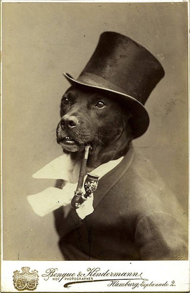 28 Old School Photos of Dressed Up Pets7