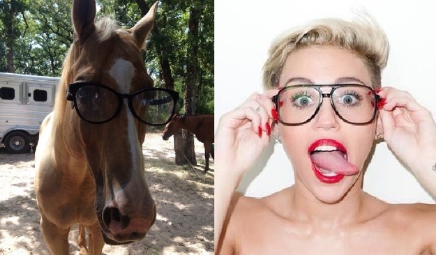 Horses VS Miley Cyrus  Nailed it 10