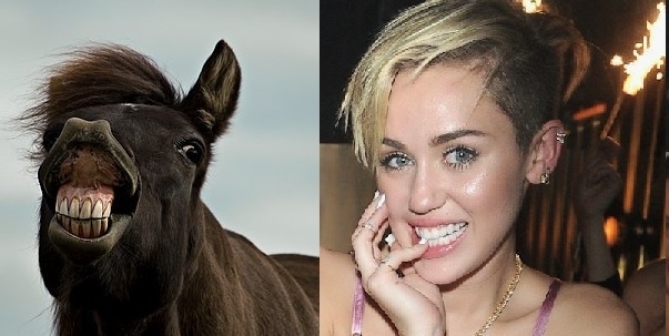 Horses VS Miley Cyrus  Nailed it 13