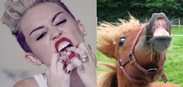 Horses VS Miley Cyrus  Nailed it 14